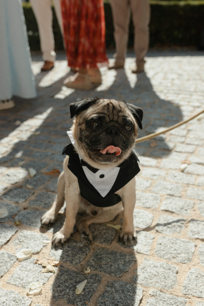 chien mariage